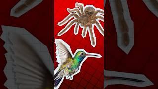THE SPIDER THAT EATS BIRDS?