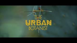 House On Fire - The Urban Botanist