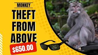 Monkey Stole my Glasses - Uluwatu Temple Bali