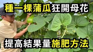 種一棵蒲瓜(瓠瓜)狂長母花，如何施肥結果多?扁蒲施肥方法和授粉技巧分享| 阿星種植