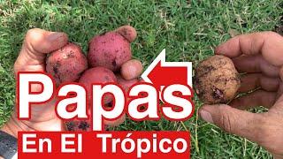 Papas en el Huerto Tropical