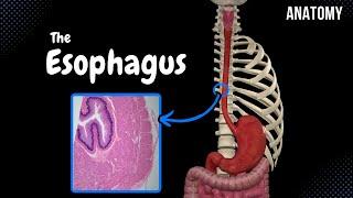 Esophagus (Parts, Curvatures, Constrictions, Layers) - Anatomy