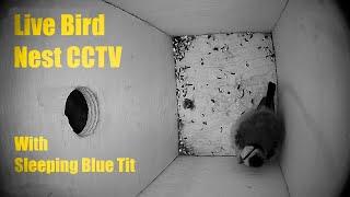 Bird Nest Box Live CCTV (3 Jan 2025) With Sleeping Blue Tit