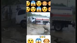  ,#ytshorts #rain #dogshorts #doglife #youtube #shots #shortvideo #animals @Uttamrawatvlogs 