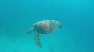 Turtle takes breath then swims alongside me.