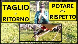 TUTORIAL POTATURA: cos'è il TAGLIO DI RITORNO e come si fa? | Tutorial Giardinaggio