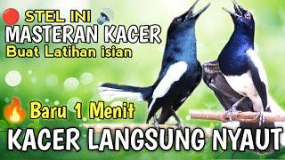 GILA⁉️ MASTERAN BURUNG KACER GACOR INI AMPUH BIKIN SEMUA KACER IKUTAN GACOR