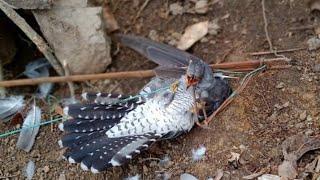 TRAPPING OF BIRD WITH HAND MADE BIRDS TRAPPER  USING TERMITES |tangkhul naga style.