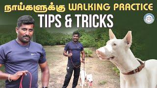 நாய்களுக்கு Walking Practice எப்படி குடுக்கனு | Best Tips | Alangu Dog farm #training#walktraininig