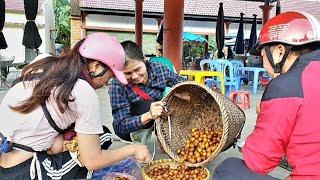 Harvest. star fruit, from the forest to sell. Sương thảo nguyên