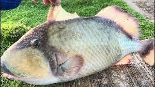 Lure field test/ GT hunting/ traditional fishing( handline fishing)caught GT( Giant Trigger fish)!