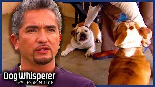 Family Dogs At War With Each Other | Dog Whisperer With Cesar Millan