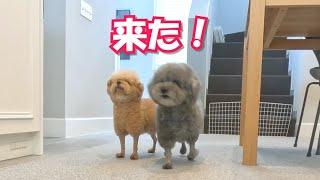 我が家に突然、大型犬が来た時の様子が面白すぎｗ