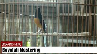 Anak didik Boyolali bird Mastering. Ring Keong Salatiga mili Hendri Lampung usia 7bulan