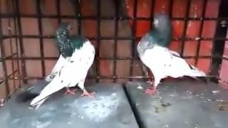 Kalo Gola World Best Full Spring Pigeon  ( Birds & Animals Gallery )