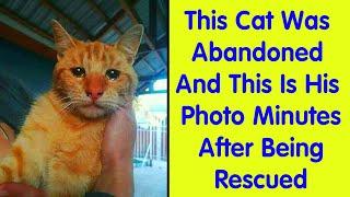 The Most Heartwarming Pics And Stories Of Happily Adopted Pets - cute animal