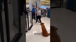 Going through airport security with a Service Dog ️