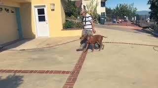 Off leash dog training with Fergie the Vizsla