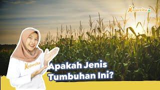 Tumbuhan Jagung: Monokotil atau Dikotil? Biji Terbuka atau Tertutup?