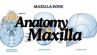 Maxilla Anatomy: The Complete Guide