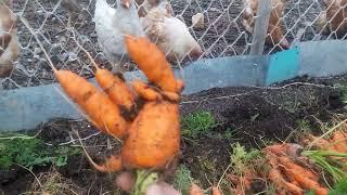 Уборка моркови часть 2 Урожай