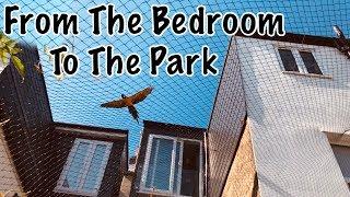 Parrot Flies Out The Window... To The Park || Mikey The Macaw