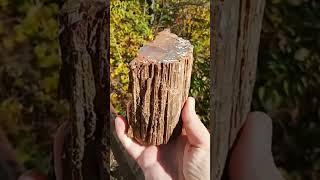 How Does Petrified Wood Form? Explained in Under 30 Seconds! #crystals #gems #fossils #mining