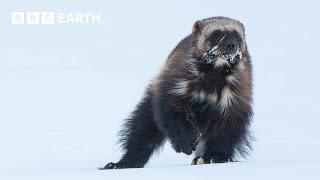 Baby Wolverine Takes Its First Steps Above Ground | 4K UHD | Mammals | BBC Earth