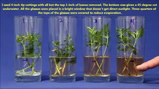 Best Way To Propagate Stem Cuttings In Water