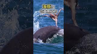 5個 你沒聽過的動物冷知識2023  #short #tiktok #可愛動物