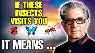 97% Miss These Signs! The Spiritual Meaning of the Insects in your house !