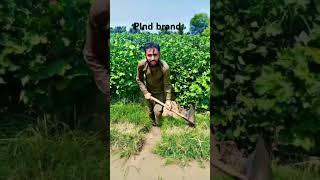 Pind brand