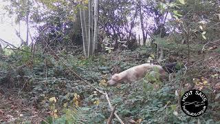 Blood On His Hand: Terrierman Caught Blocking Badger Sett