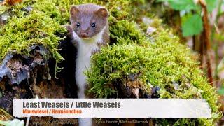 Cute: Little Weasels (Mustela nivalis) / Mauswiesel