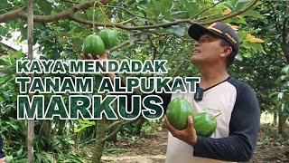 Tanam Alpukat Markus Bikin Kaya Mendadak | Ngopi Lestari Eps.55