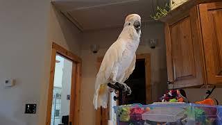 Cockatoo Has More Opinions To Express!