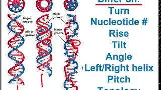 Molecular Biology & Genetics VI: 3D DNA Structure and Epigenetic Implications