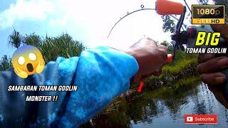 IKAN TOMAN GODLIN DI BUAT PENASARAN OLEH SAMBARAN !! MANCING IKAN TOMAN, #fishing