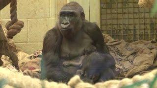 FIRST LOOK: Baby Gorilla Born at ZSL London Zoo