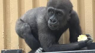 Yum⭐️Kintaro got a bigger apple after long timeやった！久しぶりに大きなリンゴをゲットしたキンタロウ【Gorilla ゴリラ】京都市動物園