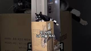 캣타워 사달라 말하는 고양이 (눈피하지 말고 제대로 말해봐…) #고양이 #코리안쇼트헤어