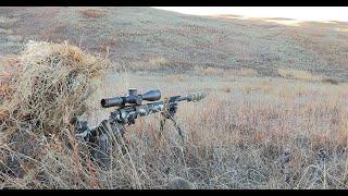 Watch Coyotes Get Sniped with the 22 CREED and 22-250.  Awesome 4K Footage.  PHS: HR-Duex