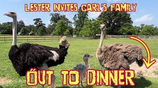 Baby Ostrich Feeding Lessons with Lester