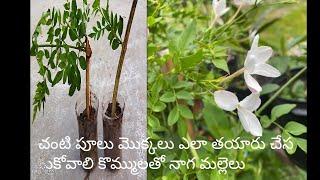 ls |Jasminum| propagate |      grandiflourom| edible?  Basha Garden