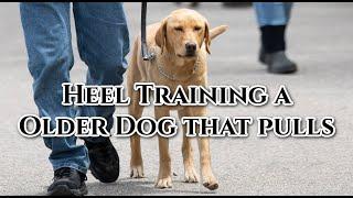 Heel Training an Older Dog that Drags Owner on Lead