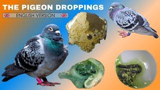 The pigeon droppings  ENGLISH VERSION 