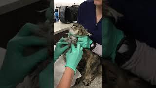 Cat Abscess