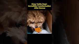 Stray Teddy Dog's Incredible Transformation After Rescue #animalshelter #puppy #rescuedog