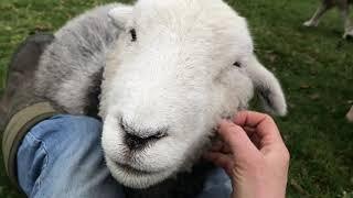 Friendly Herdwick sheep!