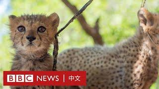 全球野外僅7千隻 獵豹群體面臨嚴重威脅－ BBC News 中文